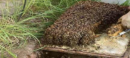 Invertir en la vida: el valor de quienes deciden proteger y reubicar a las abejas en México