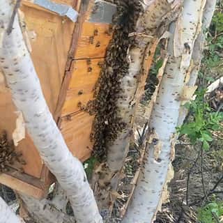 Abejas ya reubicadas en un cajón de tipo porta núcleo