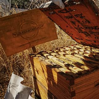 Destapando la colmena que fue adoptada por la empresa Apiterapia Mexicana en Queretaro