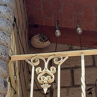 Nido de avispas alojado en una esquina del techo de una casa