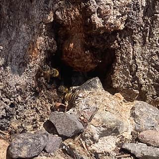 Colmena de abejas que vive en el interior de un árbol